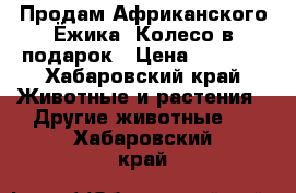 Продам Африканского Ёжика. Колесо в подарок › Цена ­ 5 500 - Хабаровский край Животные и растения » Другие животные   . Хабаровский край